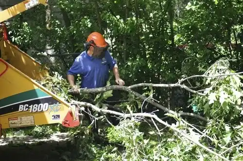 tree services Pine Knot